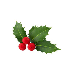Holly berry Leaves transparant background © REDMIXX