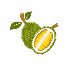 Vector illustration design of whole durian fruit and cut durian, equipped with leaf elements.  Suitable for product logos, printing needs, etc.