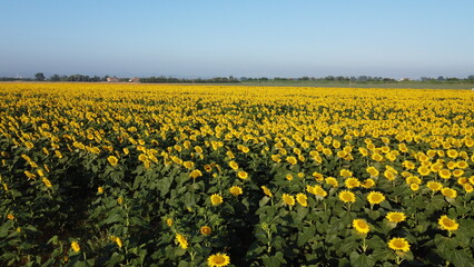field of sunflower cultivation drone photo