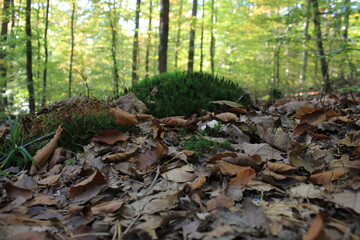Waldboden im  Herbst mit Laub