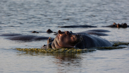 Young hippos playing in a waterhole