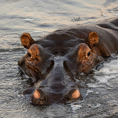 Fototapeta premium a big hippo in the water