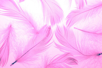 fluffy pink feathers on a light background close-up