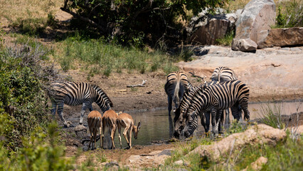 Fototapeta na wymiar a Zebra and impala herd at the waterhole