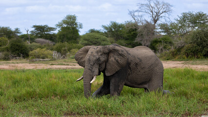Naklejka na ściany i meble Big Bull African elephant grazing at the waterhole
