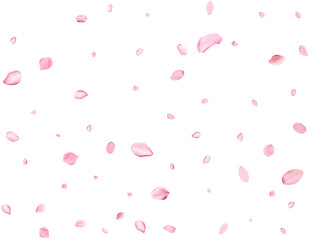 Pink Spring realistic sakura petals. © Elena