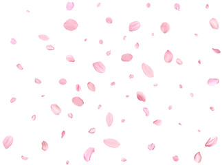 Pink Spring realistic sakura petals. © Elena