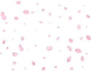 Pink Spring realistic sakura petals.