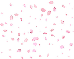 Pink Spring realistic sakura petals. - obrazy, fototapety, plakaty
