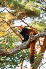 Cute red panda living in a zoo in Japan with tree branch and ground.