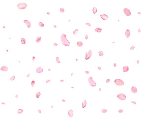 Pink Spring realistic sakura petals.