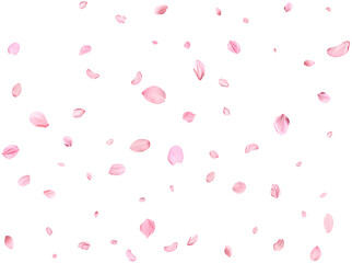 Fototapeta na wymiar Pink Spring realistic cherry petals.
