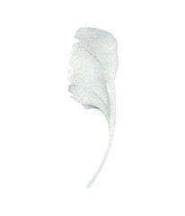 Watercolor dusty miller leaves illustration isolated. Hand-drawn winter floral element for cards design, wedding invitations, decor