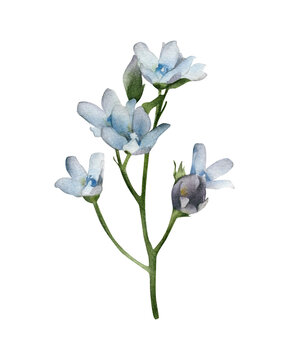 Watercolor blue flowers of tweedia illustration isolated. Hand-drawn winter floral element for cards design, wedding invitations, decor