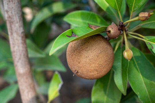 fresh sapodilla fruit on the tree, chickoo fruit. Sapodilla is tropical fruit evergreen tree and sweet taste fruit