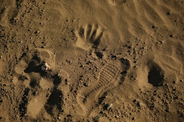 signs of life in gran canaria desert