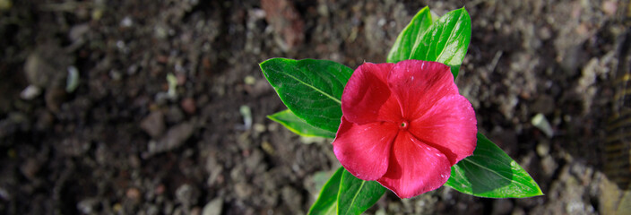 Nice flowers in garden