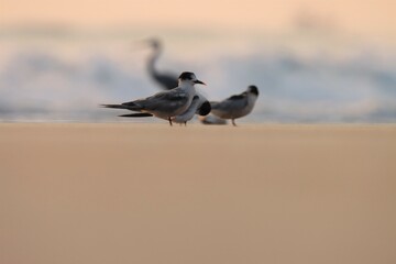 Tern on the beach. Animal background.