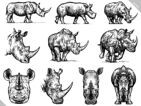 Vintage engraving isolated rhinoceros set illustration ink sketch. Africa background rhino silhouette art. Black and white hand drawn vector image