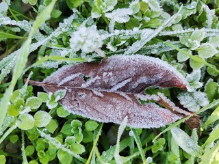 frost on leaf
