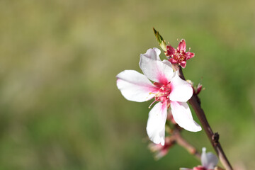 Una flor de almendro con luz de atardecer. 