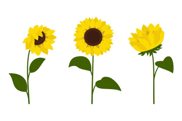 Clip art sunflowers, vector. Sunflowers isolated on white background