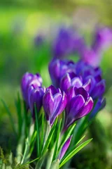 Poster krokusy fioletowe jako wiosenne tło, Crocus sieberi © meegi