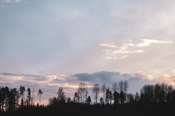 silhouette of tree against sky