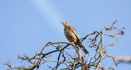 Mistle Thrush sits on tops of a Rowen Berry tree on a sunny day with a blue sky