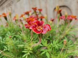red poppies in the garden