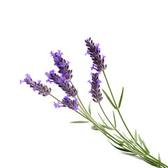 Lavender, Isolated, Transparent, Background, Flower, Fragrance, Purple, Botanical, Delicate, Herb, Aromatic, Relaxing, Soft, Petals, Blossom, Decorative, Floral, Plant, Ornamental, Natural, Beautiful