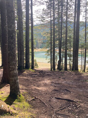 View of a clear and beautiful lake through the woods. There are many tall spruce trees in the forest