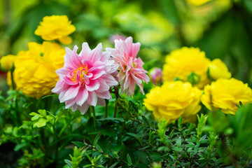 Dalie i jaskry, różowe i żółte wiosenne kwiaty jako dekoracja w ogrodzie, Dahlias and buttercups - obrazy, fototapety, plakaty