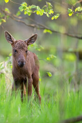 Naklejka na ściany i meble Young moose in the forest in the wild