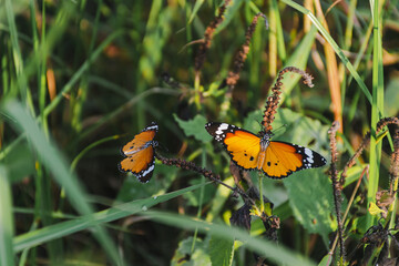 Vibrant Butterfly Wings in Nature's Garden: Delicate Fluttering Insect Captured in Detailed Close-up