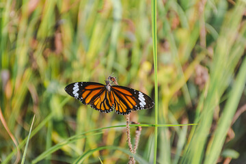 Vibrant Butterfly Wings in Nature's Garden: Delicate Fluttering Insect Captured in Detailed Close-up
