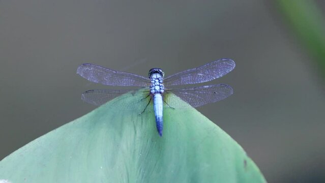 a rear view tilt up clip of a blue dasher dragonfly resting on a leaf in singapore botanic gardens of singapore