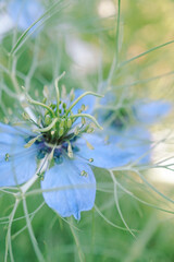 ニゲラ。花言葉はLove in a mist