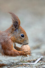 Red squirrel with a nut  in the forest