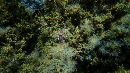 Sea slug redbrown nudibranch or redbrown leathery doris (Platydoris argo) undersea, Aegean Sea, Greece, Halkidiki
