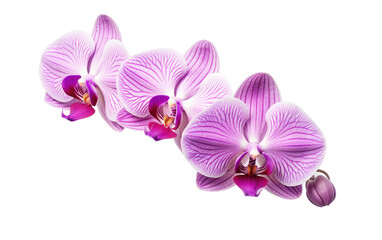 Orchid Elegance On Isolated Background