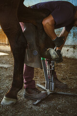The farrier is preparing the hoof. The farrier shortens the hoof wall and removes the excess hoof materials with knife in the stable.