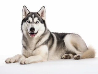Fototapeta premium Siberian Husky Dog Studio Shot Isolated on Clear Background, Generative AI