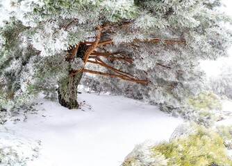 first snowfall of the year 2023 in the Sierra de Guadarrama in Madrid, Spain