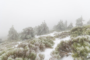 first snowfall of the year 2023 in the Sierra de Guadarrama in Madrid, Spain