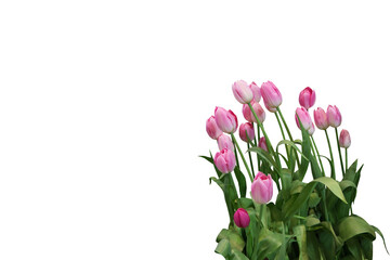 Close-up view of several pink tulips isolated on a png file on a transparent background.