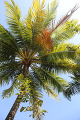 Fototapeta na wymiar Palm tree with green leaves