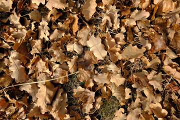 Dried and fallen oak leaves on the ground. Oak leave texture.