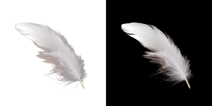Realistic translucent white feather isolated on transparent background. 