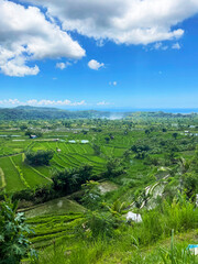 Fototapeta premium Rice fields on Bali island